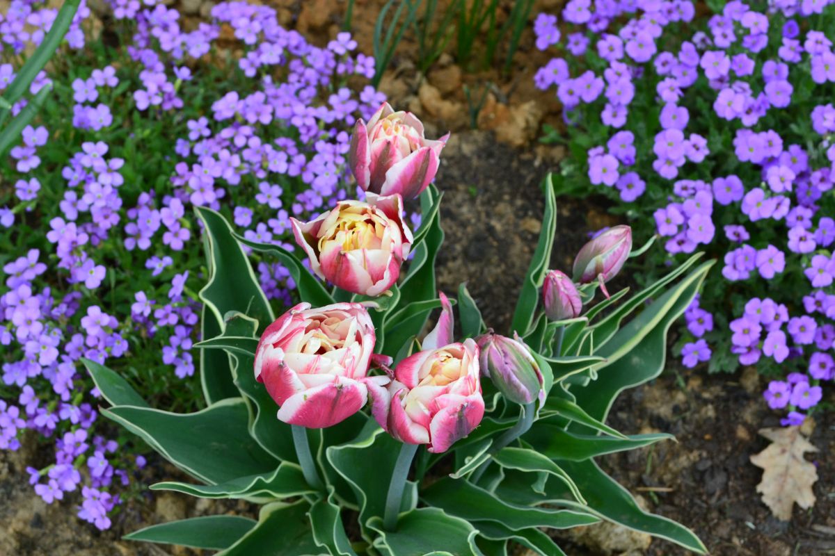 09_zahrada_jaro_tulipan