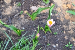 10_zahrada_jaro_tulipan